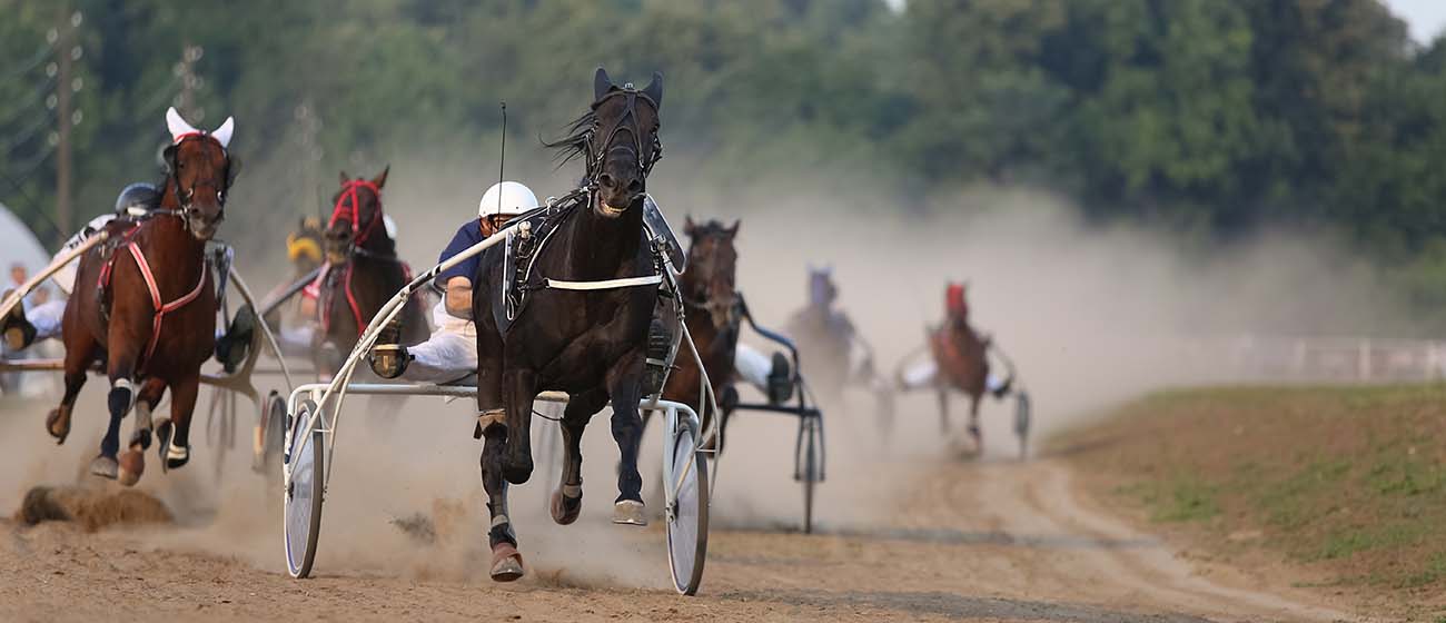 Horse racing 101