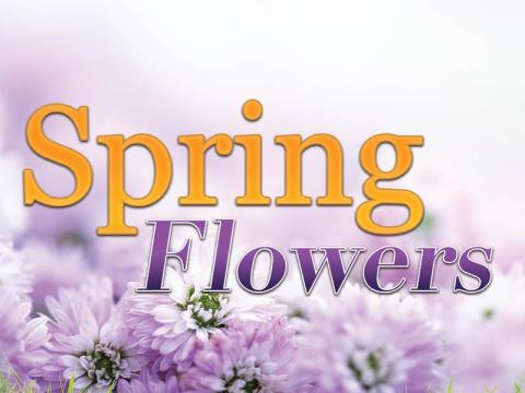 Spring Flowers Kiosk Game