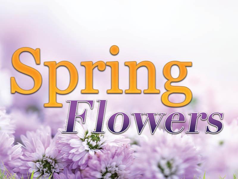 Spring Flowers Kiosk Game